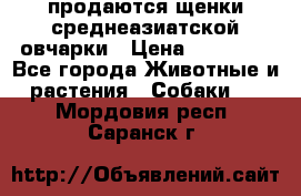 продаются щенки среднеазиатской овчарки › Цена ­ 30 000 - Все города Животные и растения » Собаки   . Мордовия респ.,Саранск г.